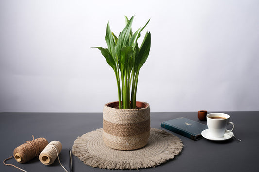 India Wholesale Company Jute planters in bulk, wholesale placemats & table linen