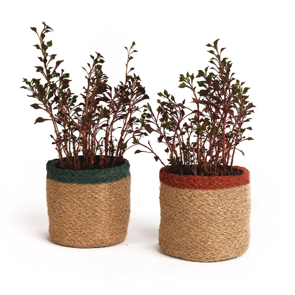 Jute Planter Set of 2, Natural Jute, 4.5x4.5x4, Red, Green & Natural - India Wholesale Co.