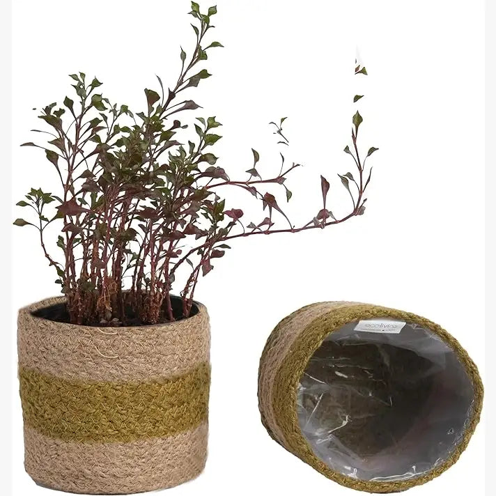 Jute Planter Set of 2, Natural Jute, 4.5x4.5x4, Olive & Natural - India Wholesale Co.
