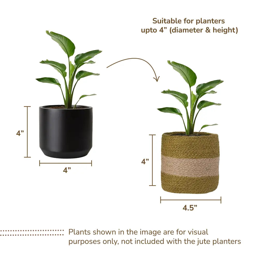 Jute Planter Set of 2, Natural Jute, 4.5x4.5x4, Olive & Natural - India Wholesale Co.