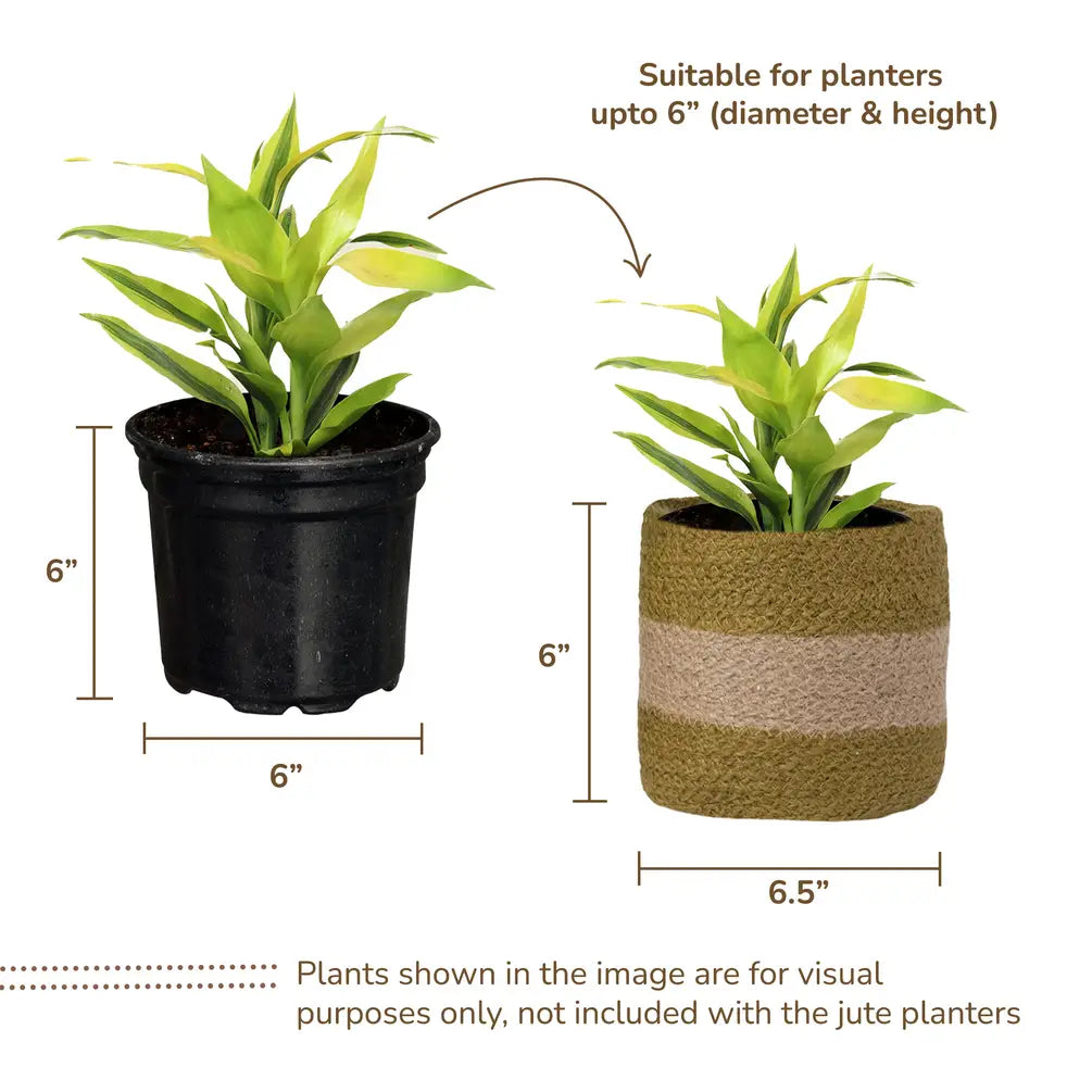 Jute Planter Set of 2, Natural Jute, 6.5x6.5x6, Olive & Natural - India Wholesale Co.