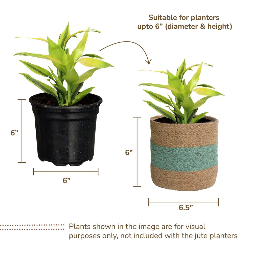 Jute Planter Set of 2, Natural Jute, 6.5x6.5x6, Mint Green & Natural - India Wholesale Co.