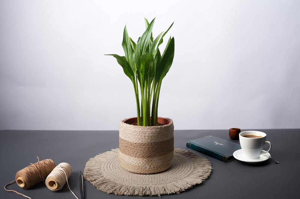 India Wholesale Company Jute planters in bulk, wholesale placemats & table linen